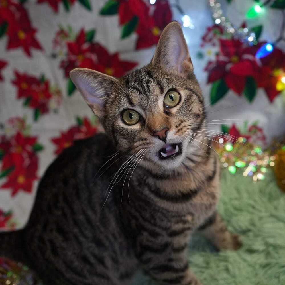 Enlarge Titan, a Adoptable mixed breed in Wheaton, IL image 6/6