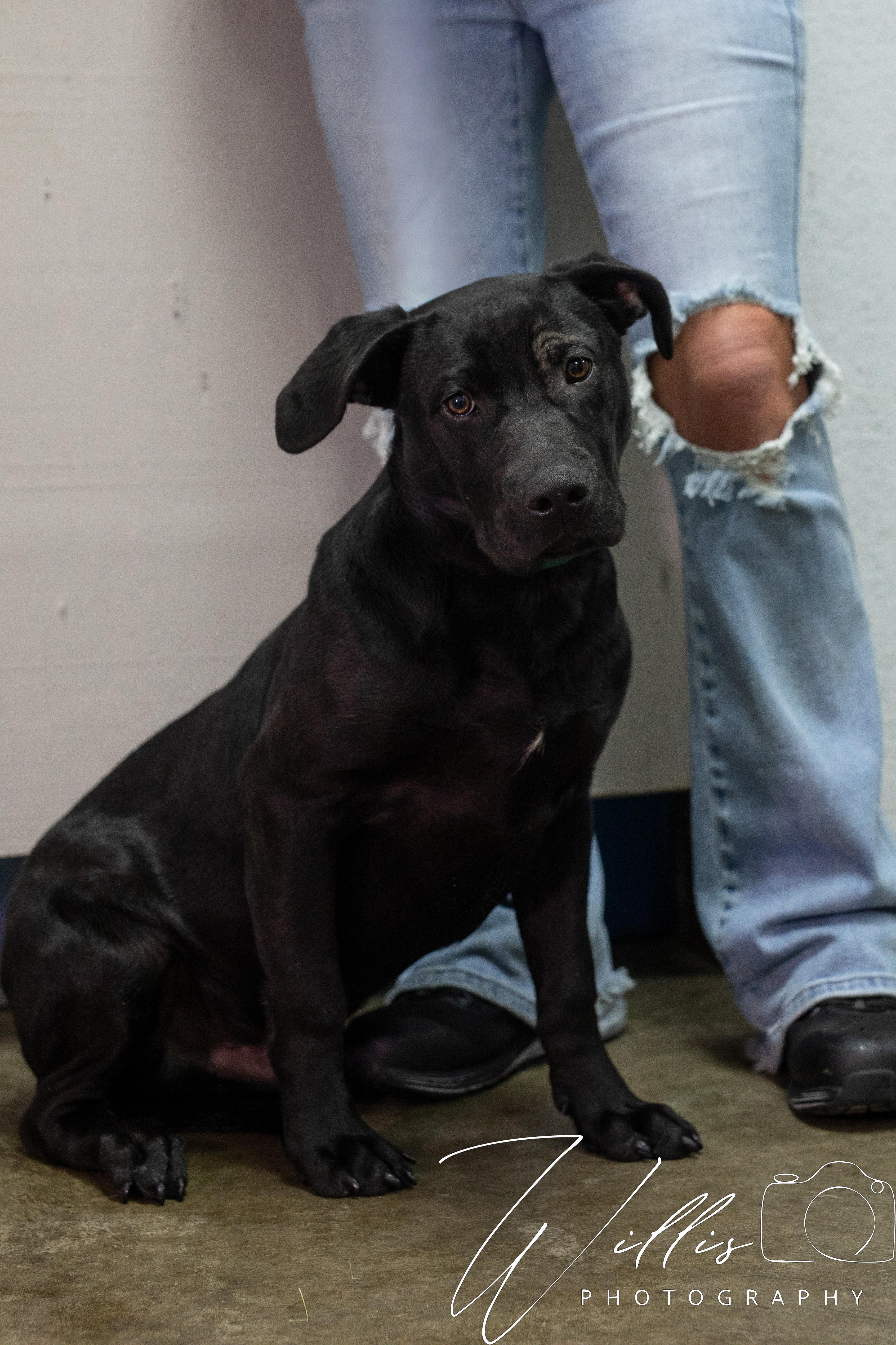 Gus, Adoptable, Young Male Black Labrador Retriever.