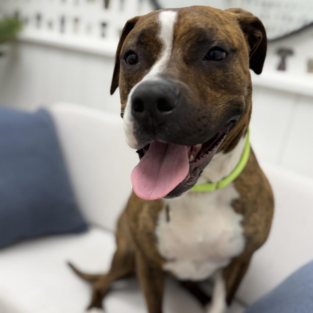 Lola, Adoptable, Adult Female Boxer & Pit Bull Terrier.
