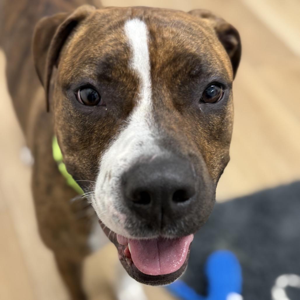 Enlarge Lola, a Adoptable mixed breed in Chesapeake, VA image 2/3