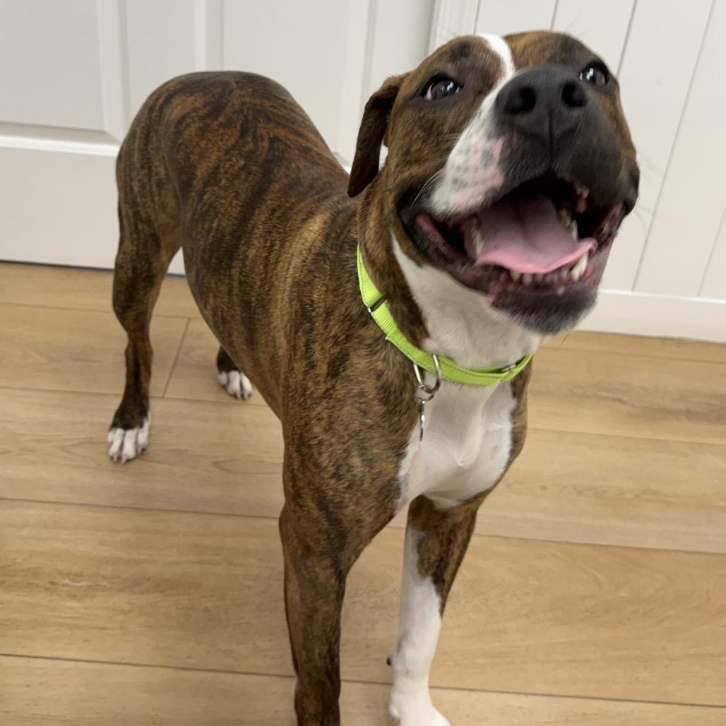 Enlarge Lola, a Adoptable mixed breed in Chesapeake, VA image 3/3