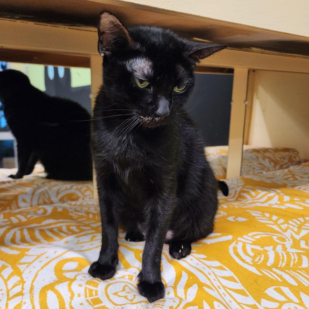 Reyna, a Adoptable Domestic Short Hair in Webster, TX image 1/6