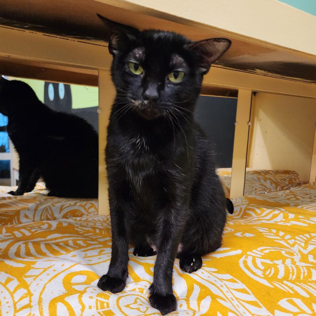 Reyna, a Adoptable Domestic Short Hair in Webster, TX image 2/6