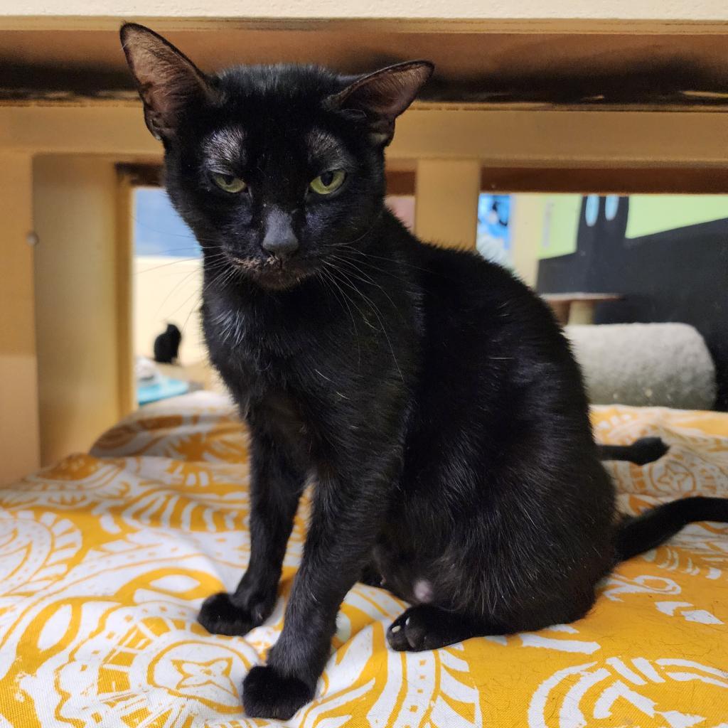 Reyna, a Adoptable Domestic Short Hair in Webster, TX image 3/6