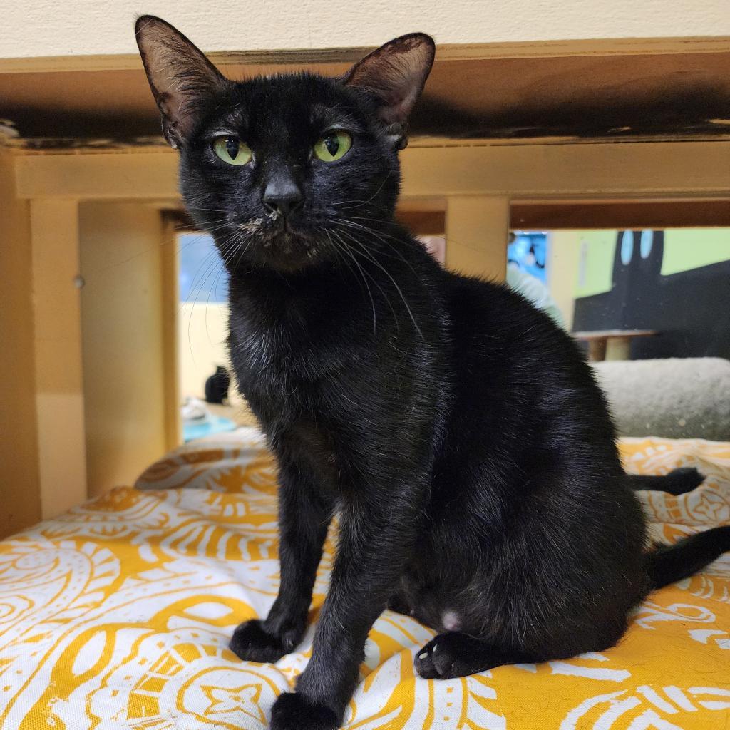 Reyna, a Adoptable Domestic Short Hair in Webster, TX image 4/6