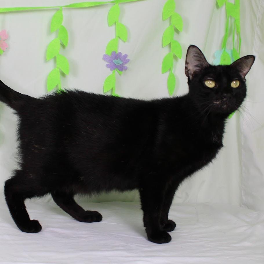 Reyna, a Adoptable Domestic Short Hair in Webster, TX image 5/6