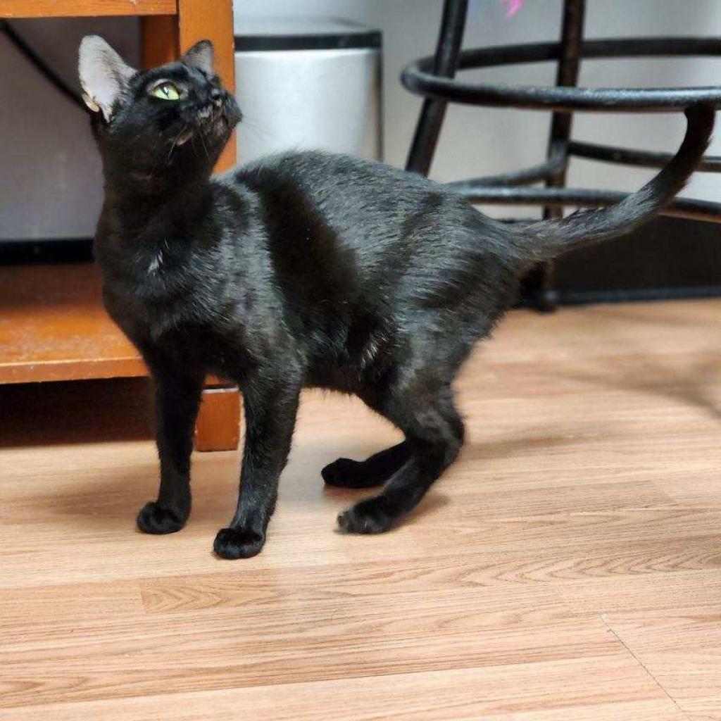 Reyna, a Adoptable Domestic Short Hair in Webster, TX image 6/6