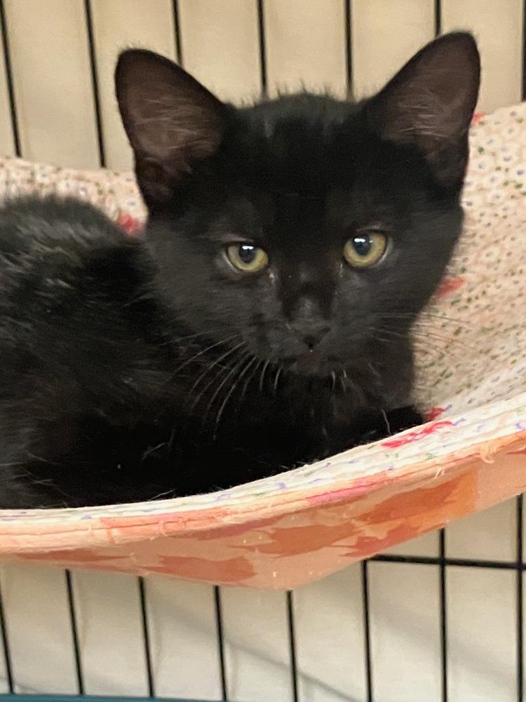 Mel, Adoptable, Kitten Male Domestic Short Hair.