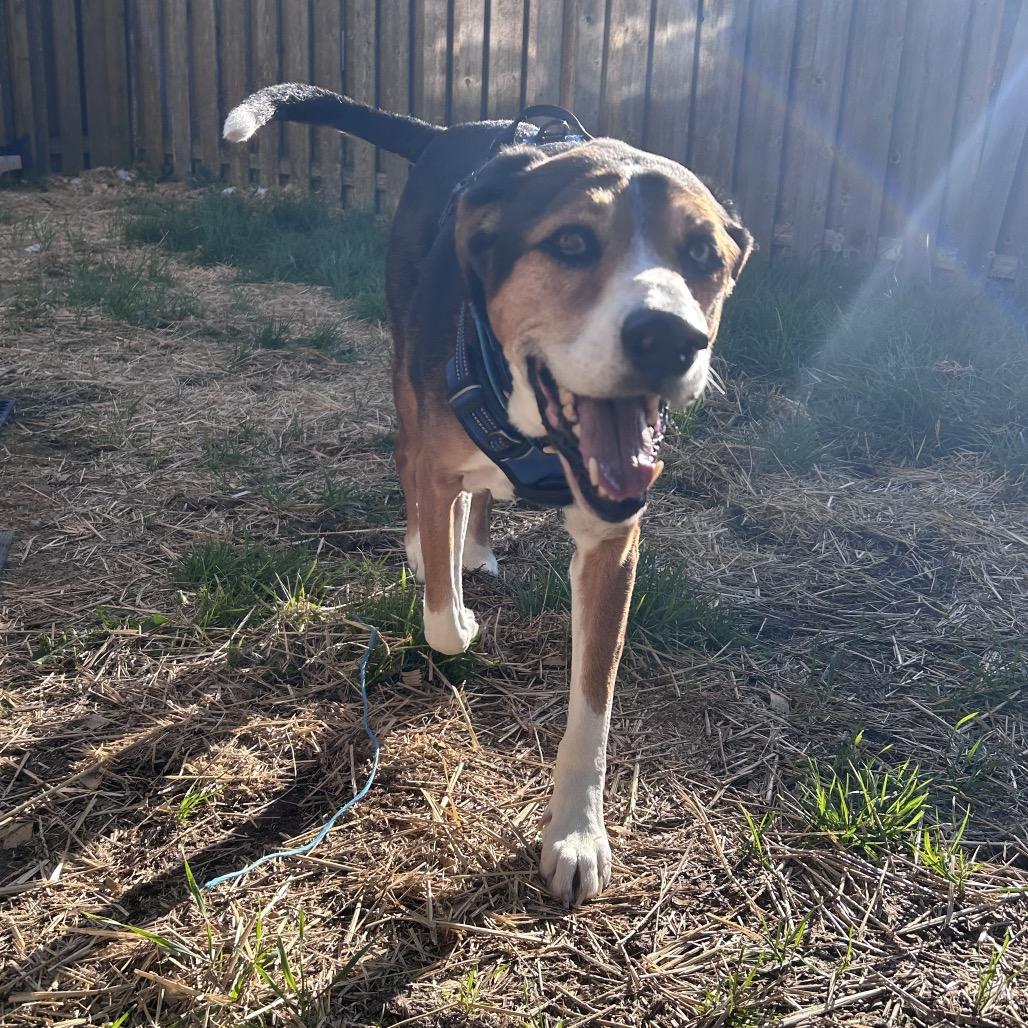 Lincoln, Adoptable, Senior Male Hound & Australian Shepherd.