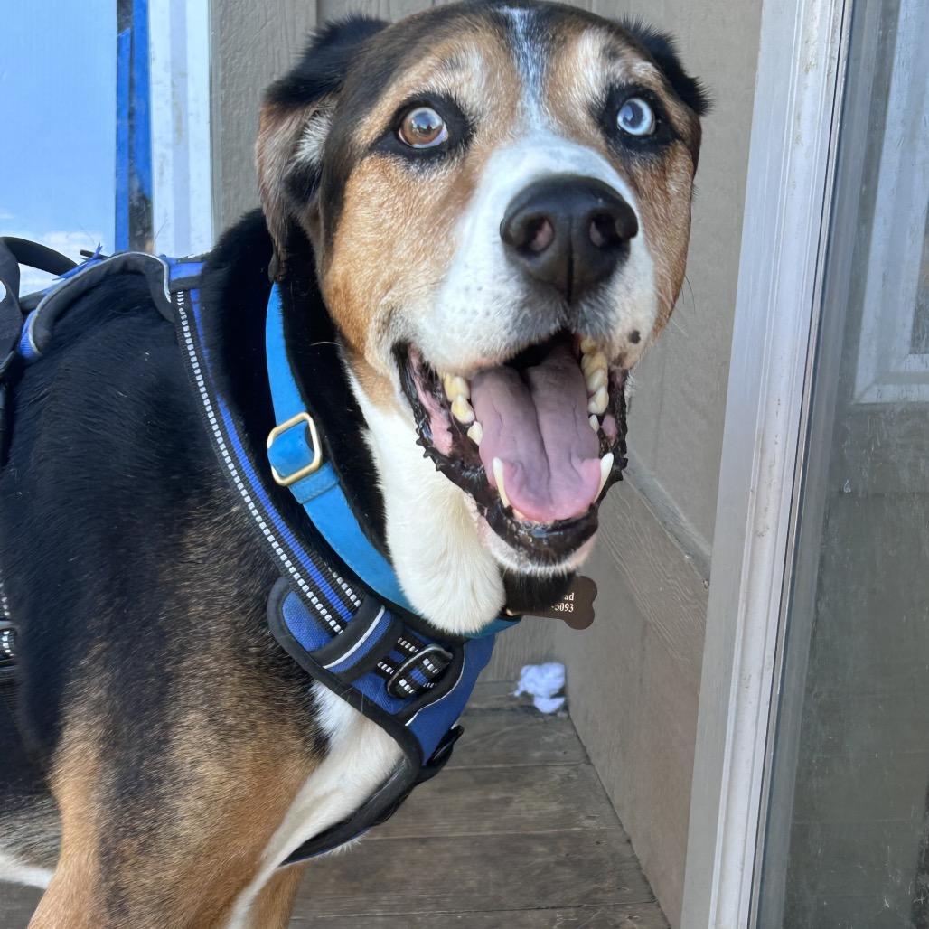 Enlarge Lincoln, a Adoptable mixed breed in Peculiar, MO image 2/4