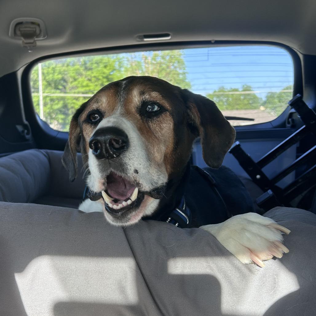 Enlarge Lincoln, a Adoptable mixed breed in Peculiar, MO image 3/4