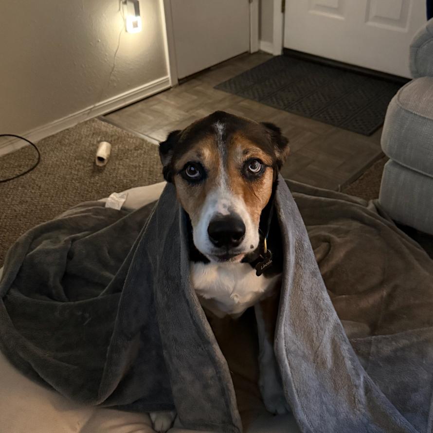 Enlarge Lincoln, a Adoptable mixed breed in Peculiar, MO image 4/4