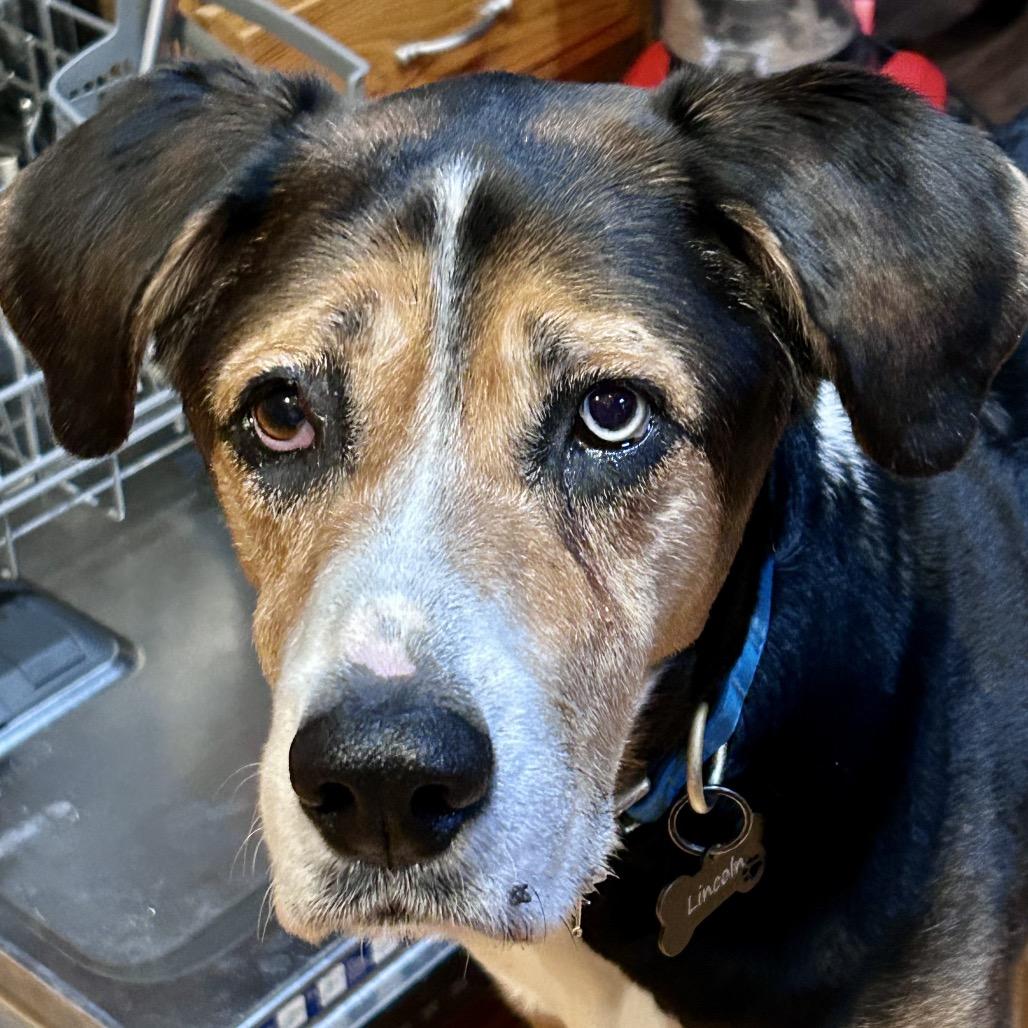 Lincoln, a Adoptable Hound in Peculiar, MO image 6/6