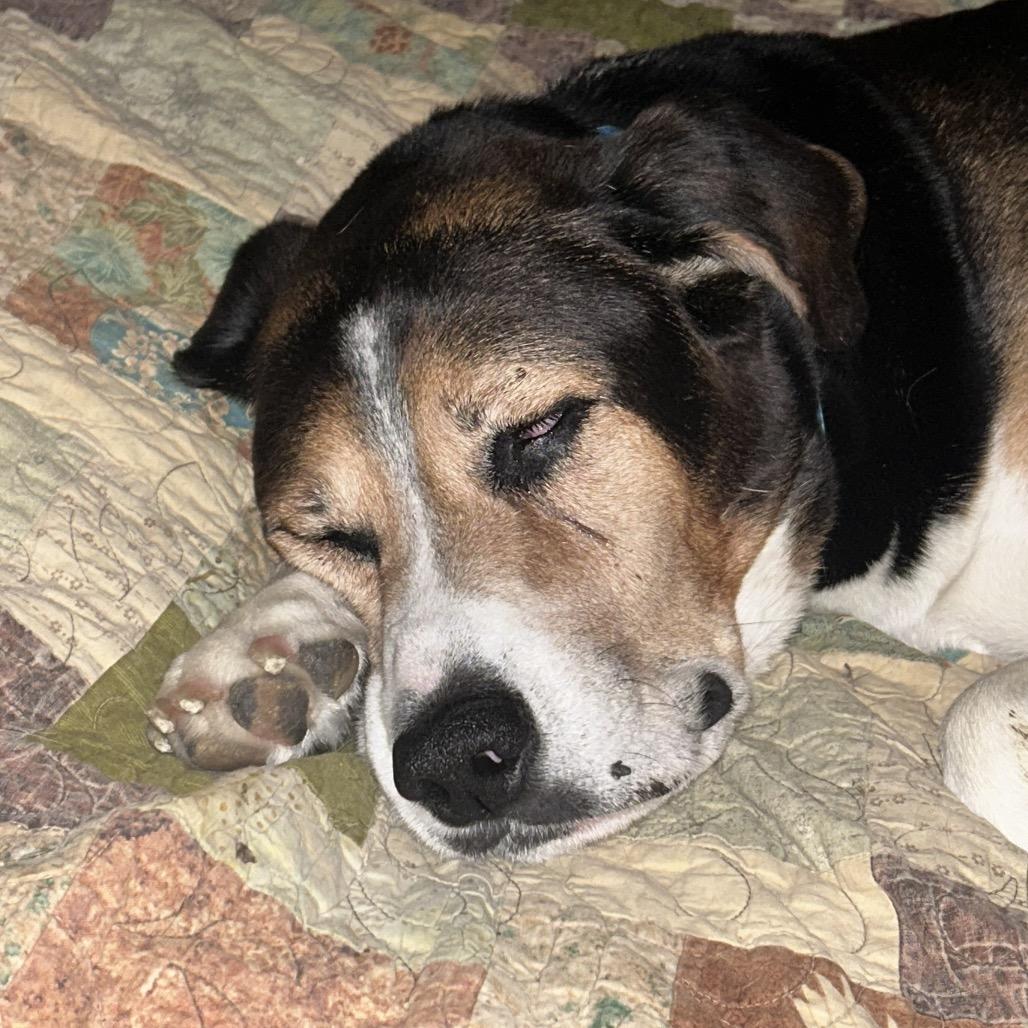Enlarge Lincoln, a Adoptable Hound in Peculiar, MO image 2/6