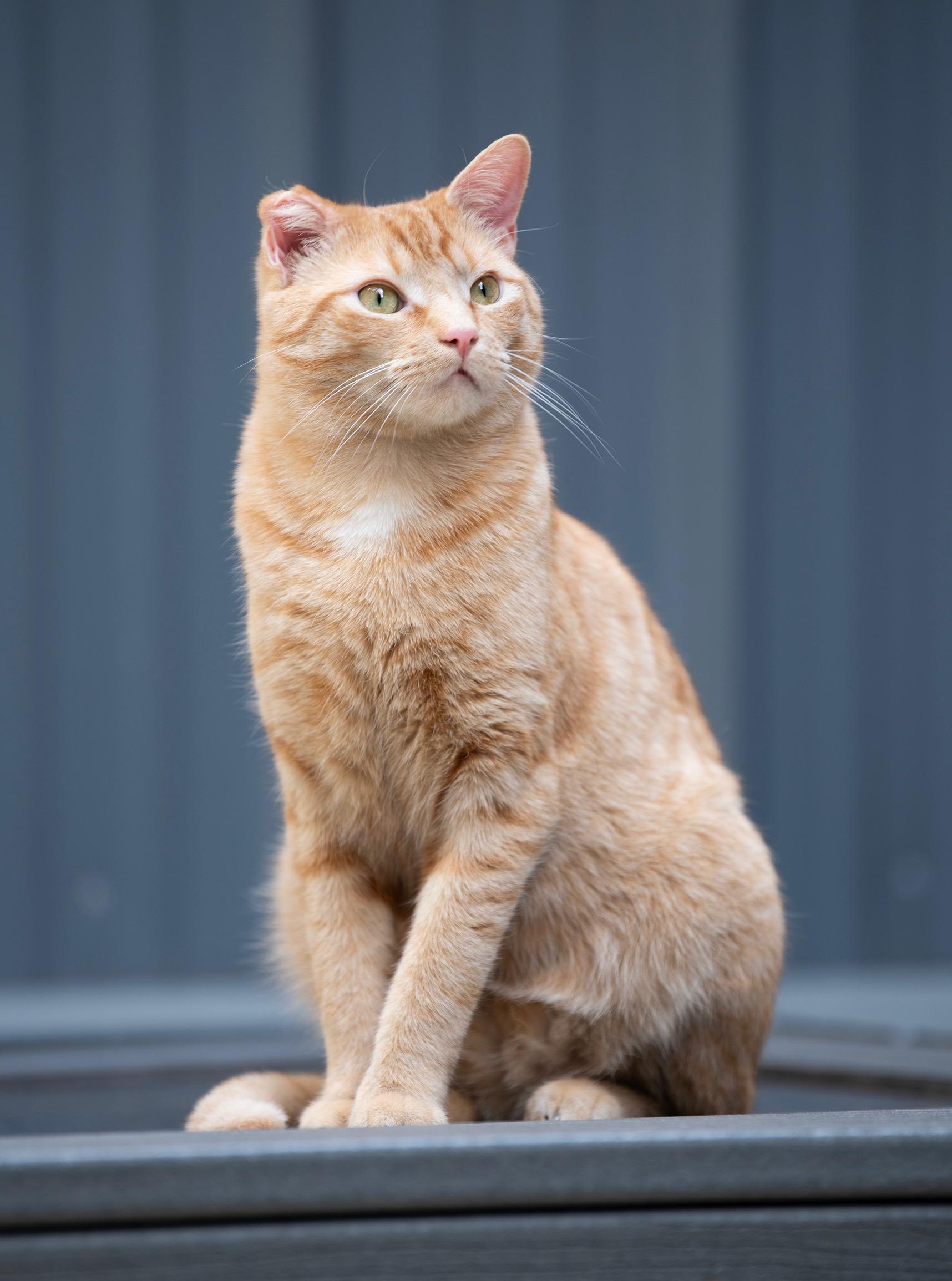 SONNET, ADOPTABLE, Young Male Domestic Short Hair.