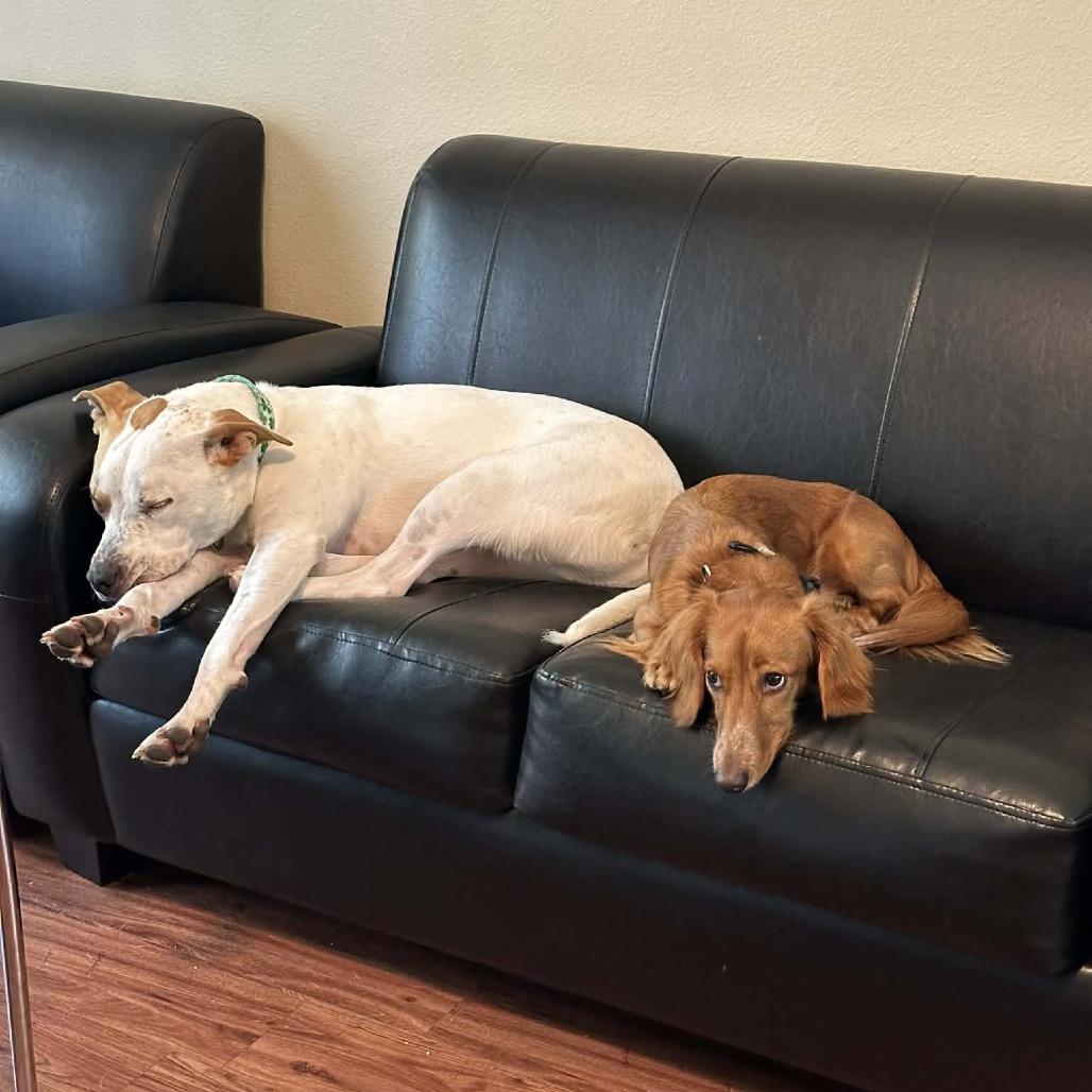 Enlarge Popcorn, a Adoptable mixed breed in Austin, TX image 2/5