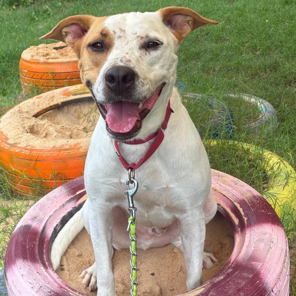 Enlarge Popcorn, a Adoptable mixed breed in Austin, TX image 3/5