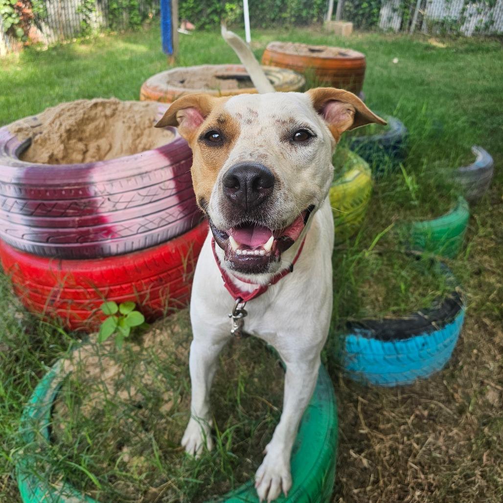 Enlarge Popcorn, a Adoptable mixed breed in Austin, TX image 4/5