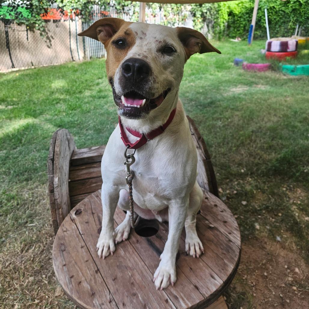 Enlarge Popcorn, a Adoptable mixed breed in Austin, TX image 5/5