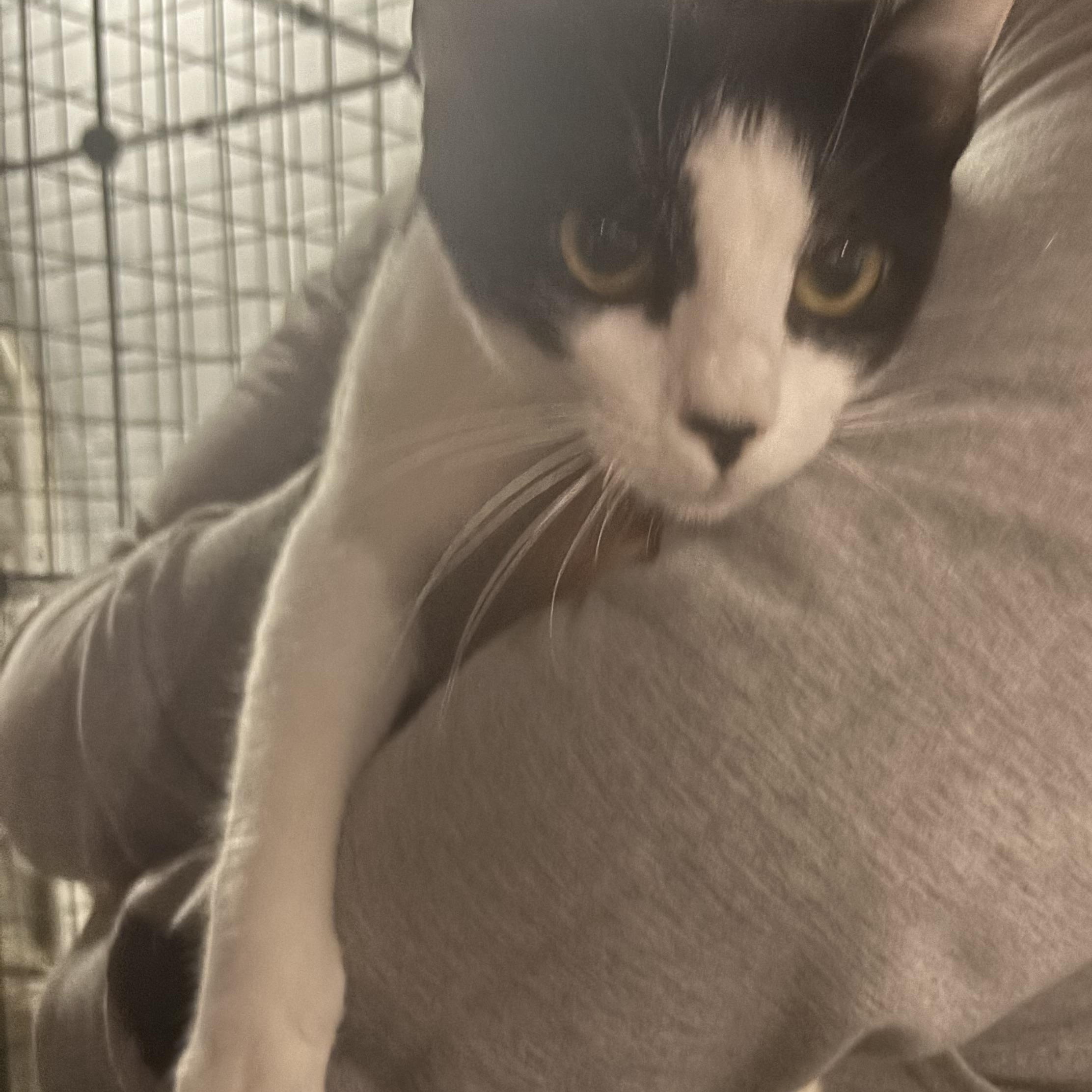 Enlarge COOKIE, a Adoptable Domestic Short Hair in Pittsburgh, PA image 2/5