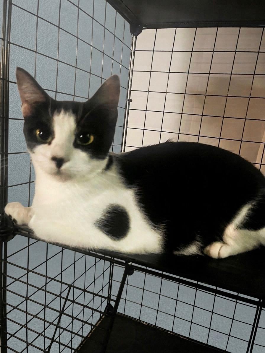 COOKIE, Adoptable, Young Female Domestic Short Hair.