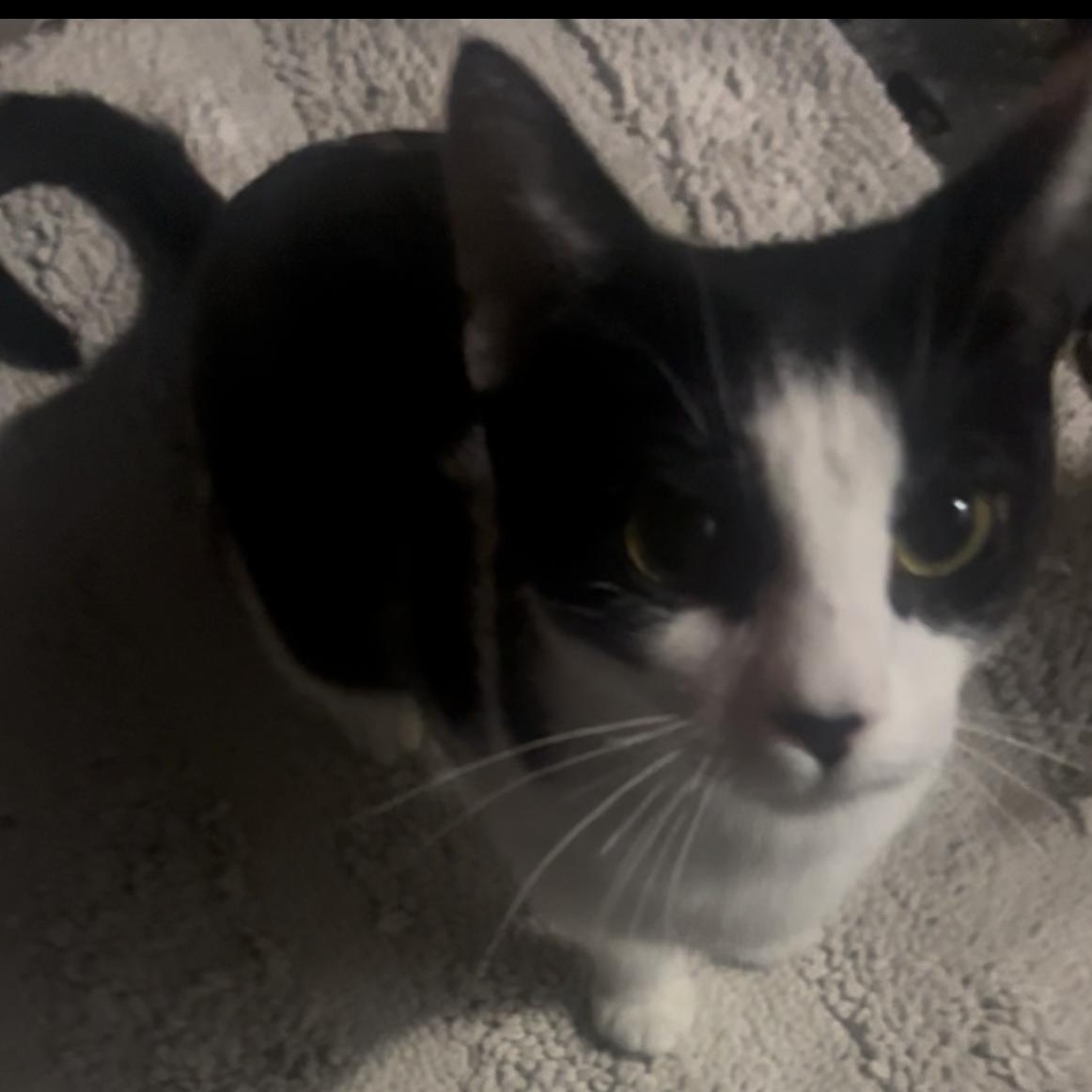 Enlarge COOKIE, a Adoptable Domestic Short Hair in Pittsburgh, PA image 3/5