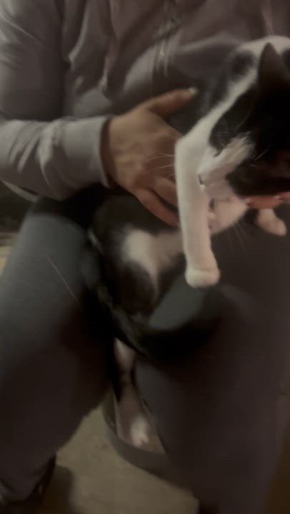 Enlarge COOKIE, a Adoptable Domestic Short Hair in Pittsburgh, PA video 5/5