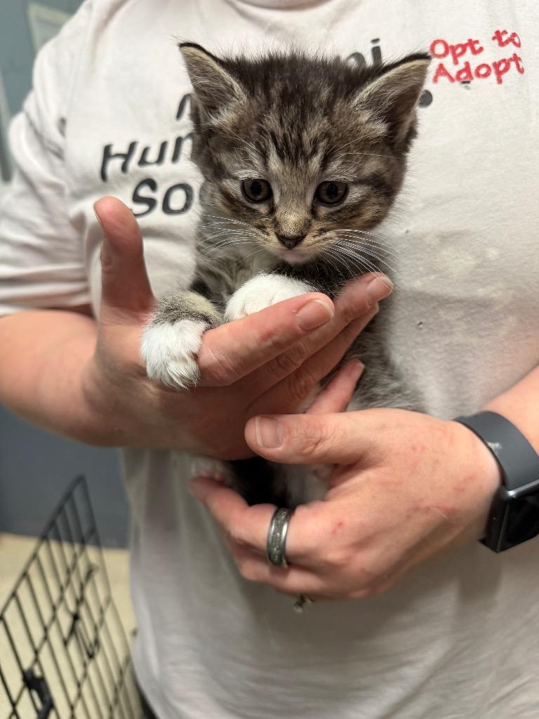 Buttons, Adopted, Kitten Female Domestic Short Hair.