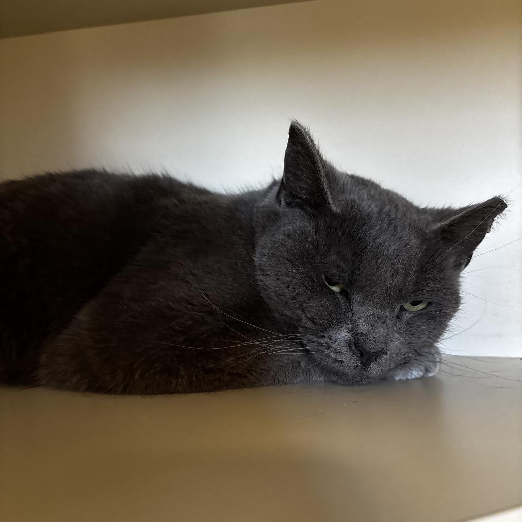 Marianne, Adoptable, Adult Female Domestic Short Hair.