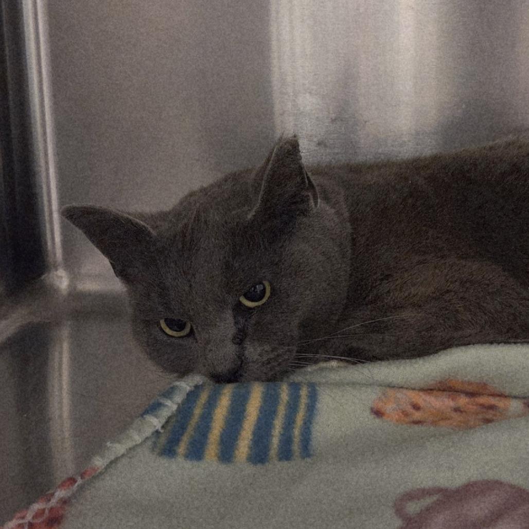 Enlarge Marianne, a Adoptable Domestic Short Hair in Indiantown, FL image 2/3