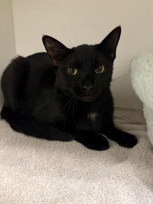 Enlarge Crimson, a Adoptable mixed breed in Harbor Springs, MI image 1/1