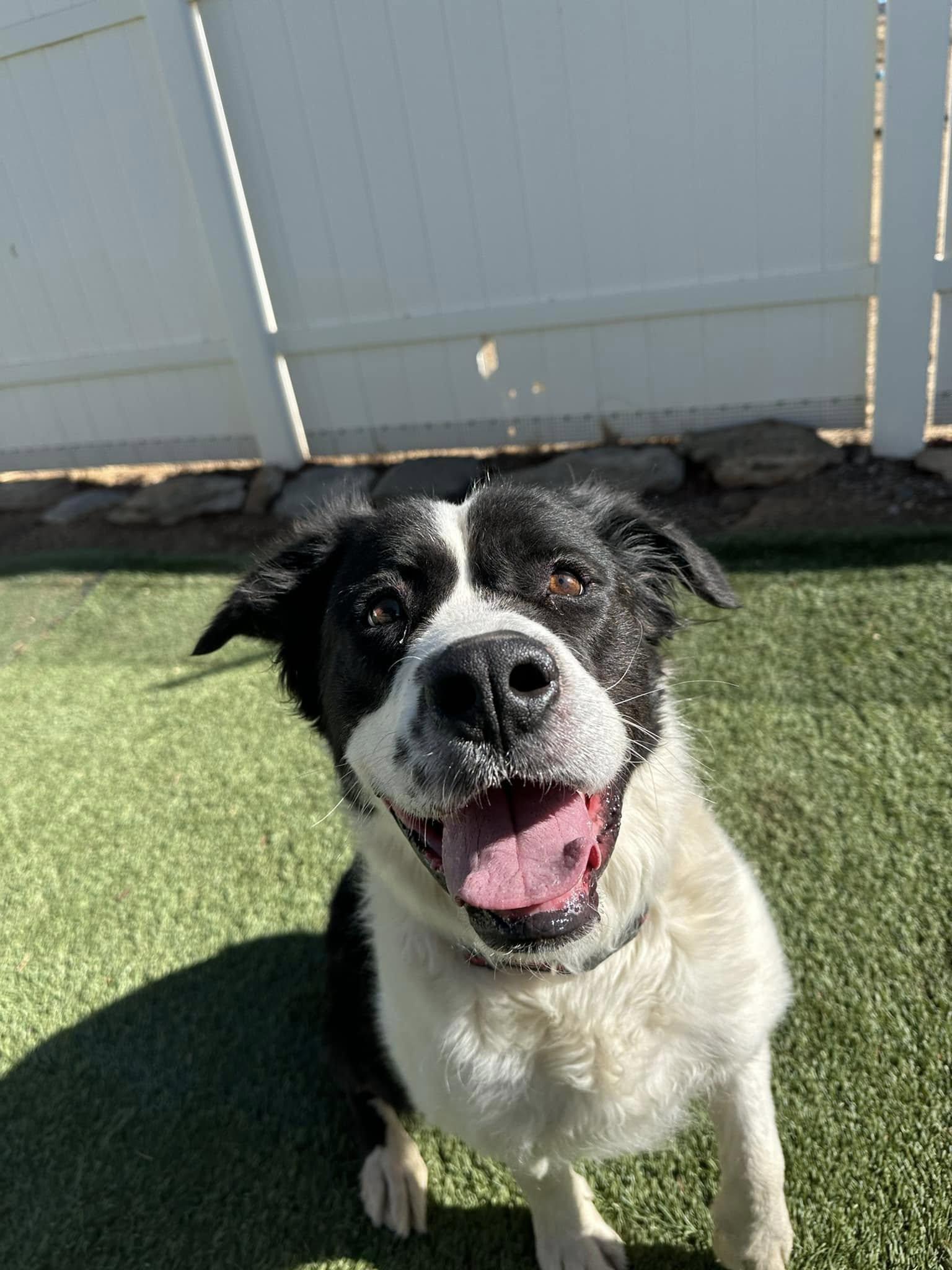 Schnookie, a Adoptable mixed breed in Agua Dulce, CA image 1/3