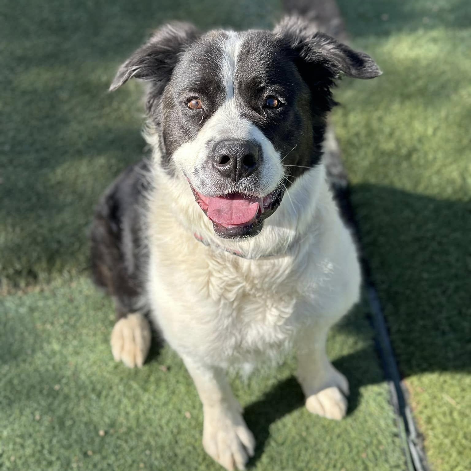 Schnookie, a Adoptable mixed breed in Agua Dulce, CA image 3/3