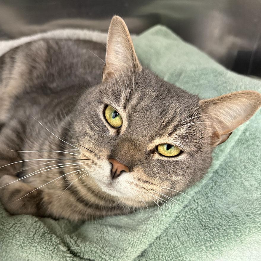 Springsteen, ADOPTABLE, Adult Male Domestic Short Hair.