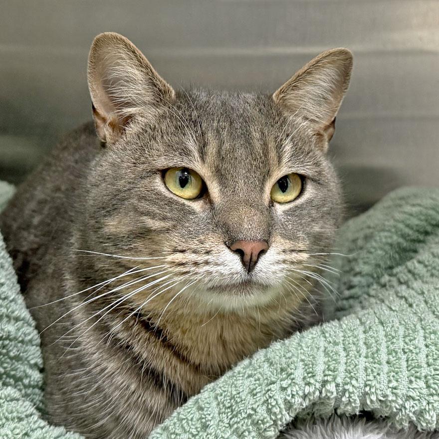 Enlarge Springsteen, a ADOPTABLE Domestic Short Hair in E Falmouth, MA image 2/5