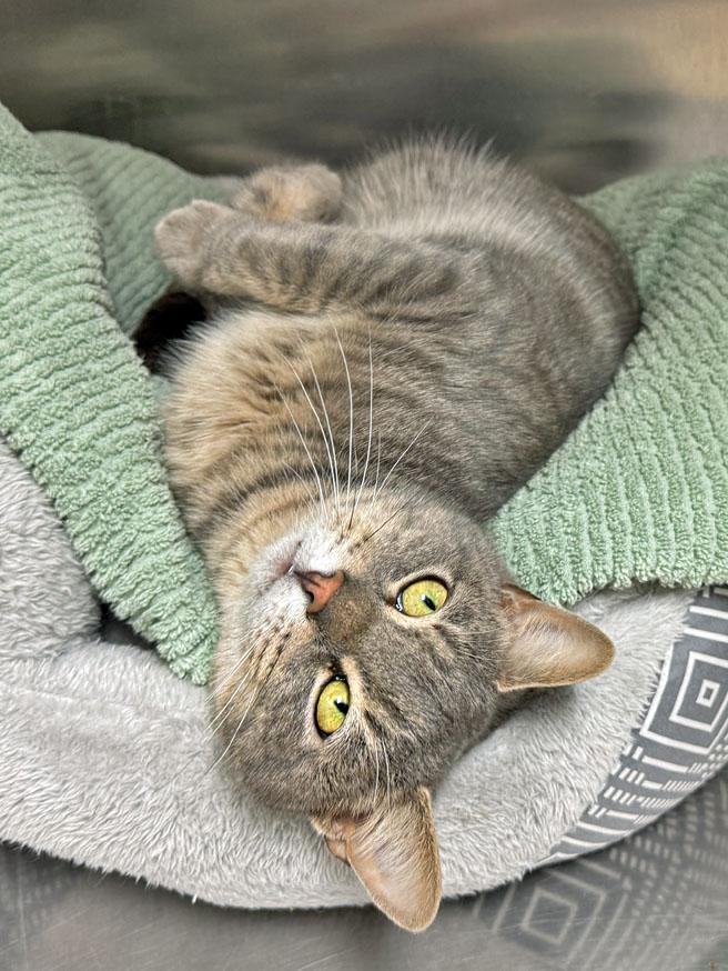 Enlarge Springsteen, a ADOPTABLE Domestic Short Hair in E Falmouth, MA image 4/5