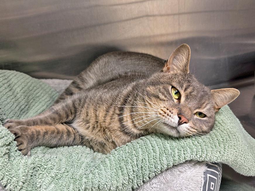 Enlarge Springsteen, a ADOPTABLE Domestic Short Hair in E Falmouth, MA image 3/5