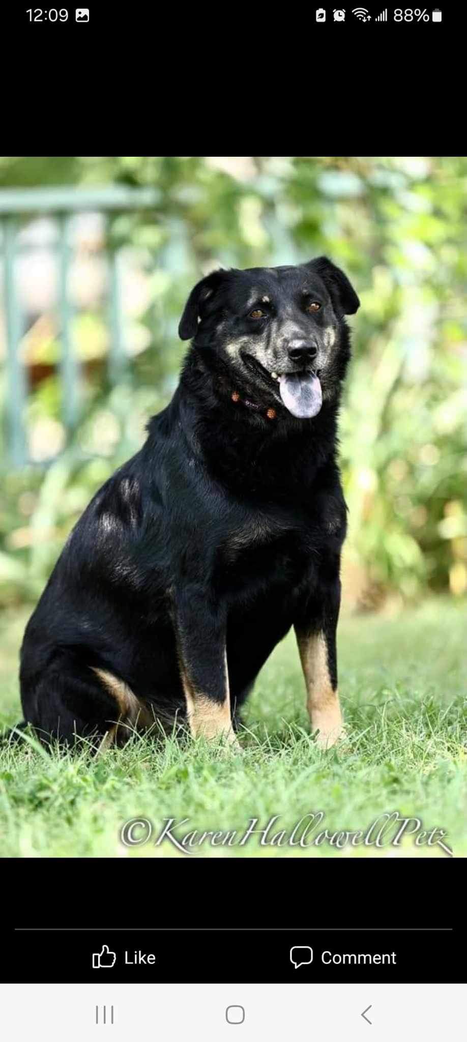 Enlarge Jayden, a Adoptable mixed breed in Cheyenne, WY image 3/5