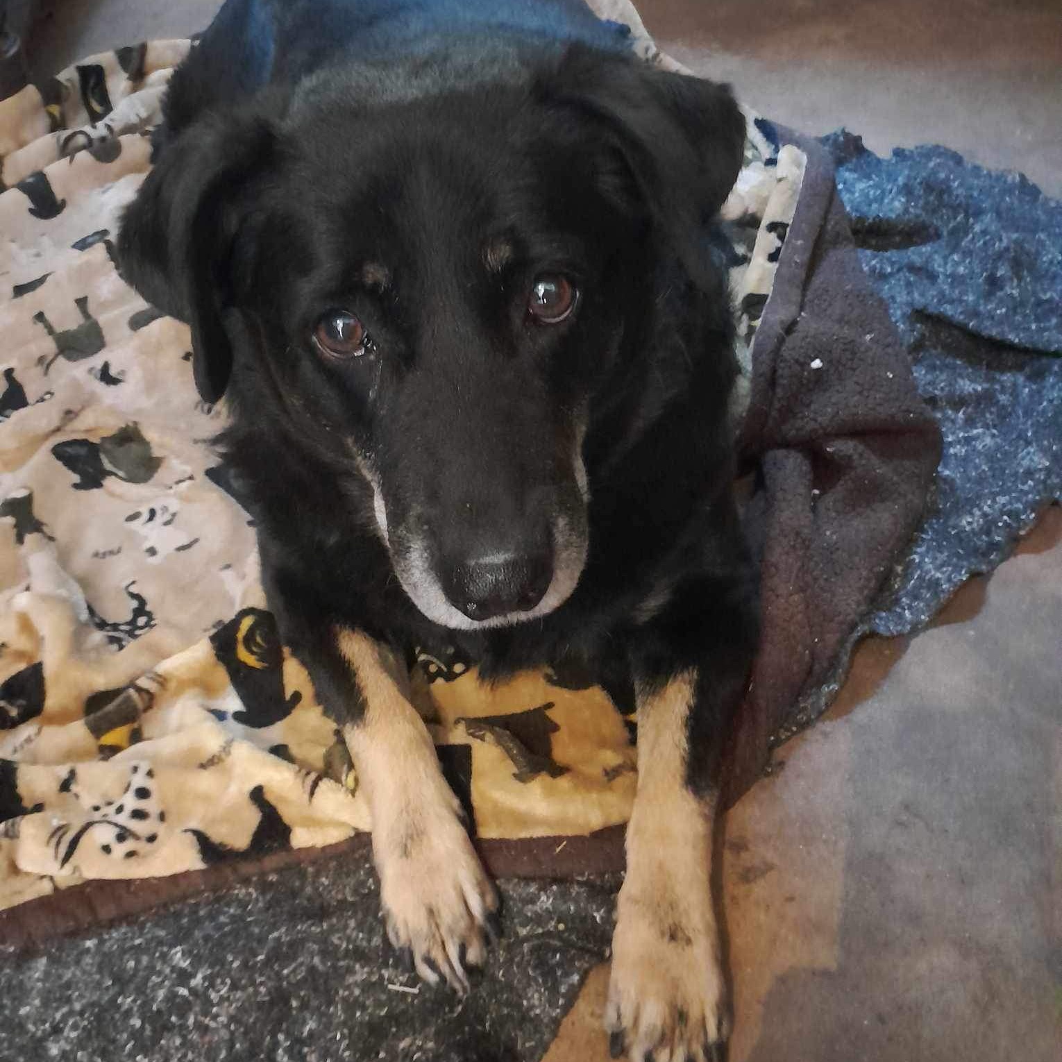 Enlarge Jayden, a Adoptable mixed breed in Cheyenne, WY image 4/5