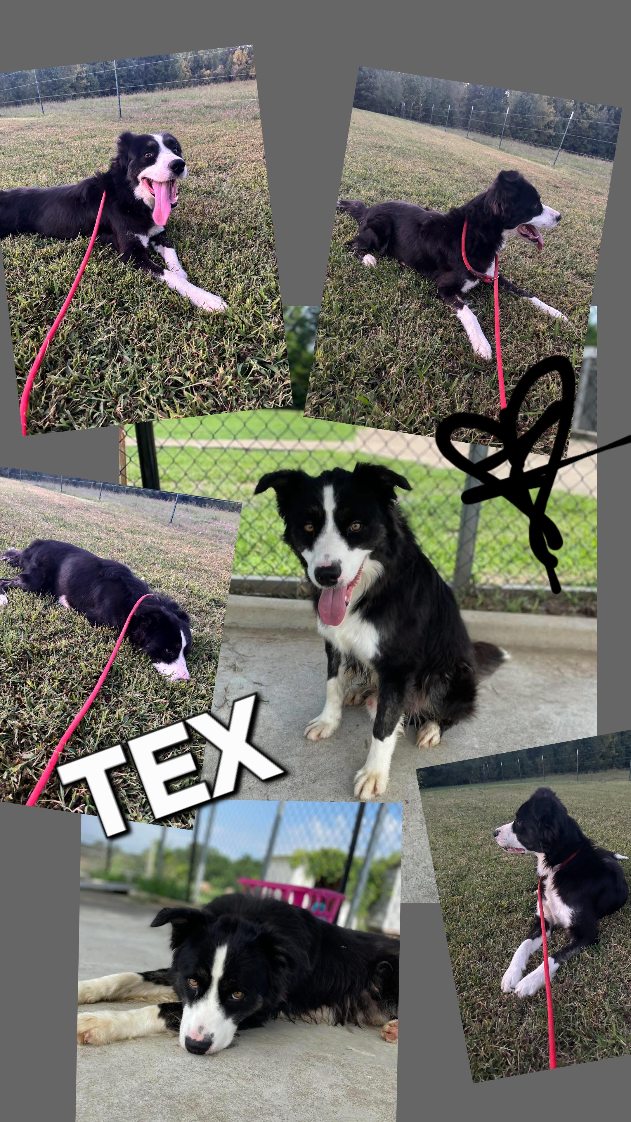 TEX, Adoptable, Puppy Male Border Collie.
