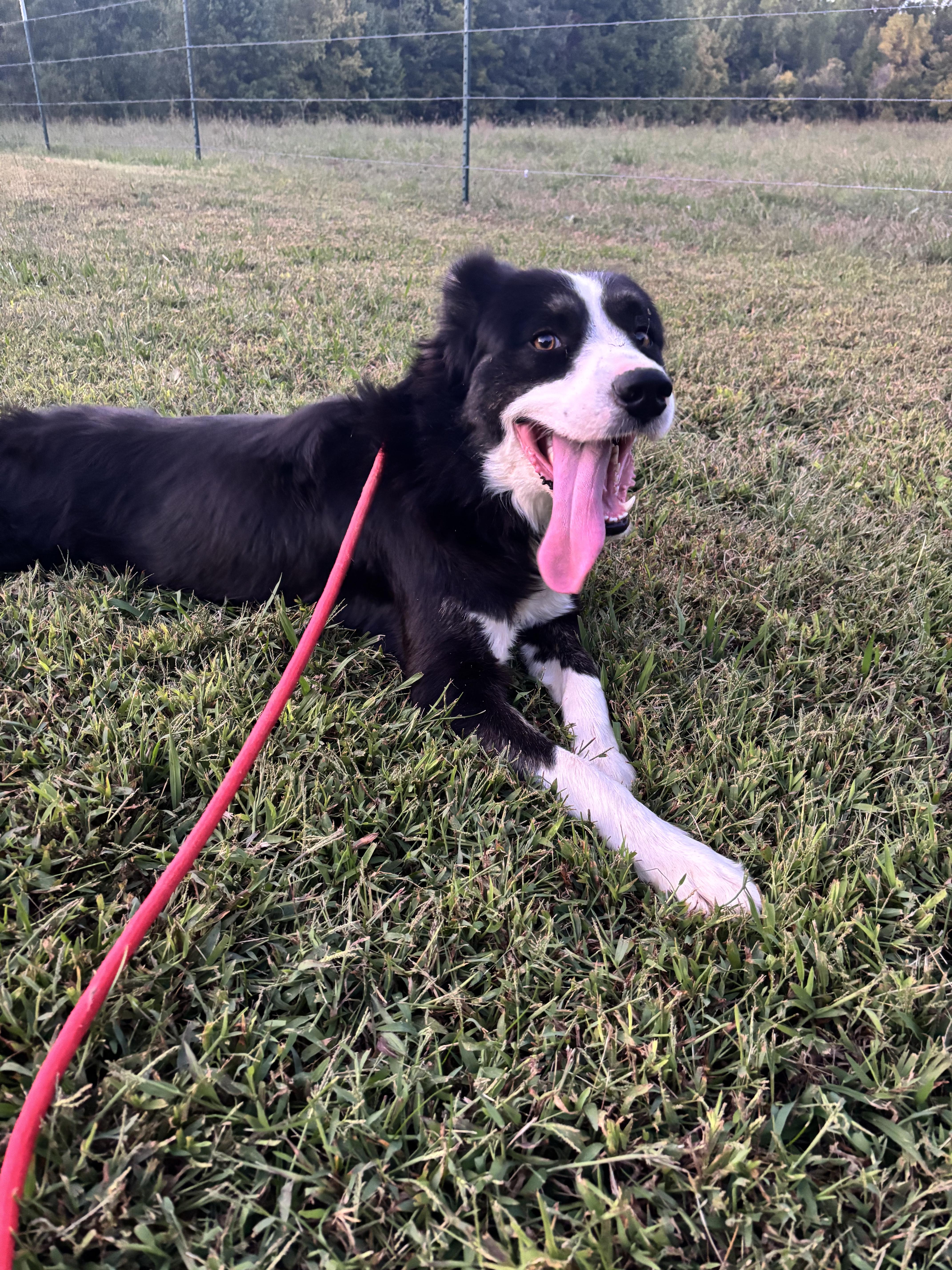 TEX, an adopted Border Collie in Jackson, TN image 2/6
