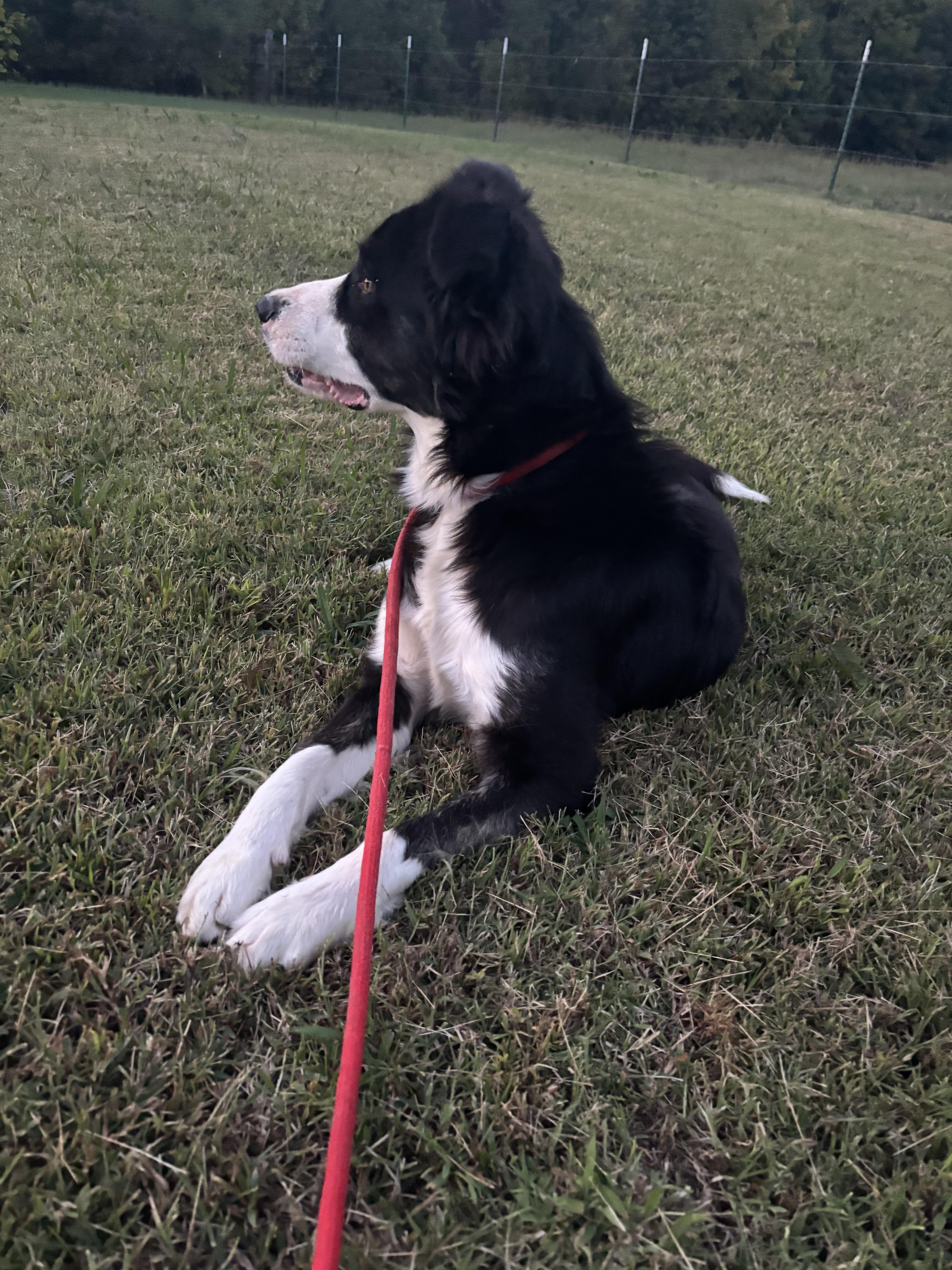 TEX, an adopted Border Collie in Jackson, TN image 3/6