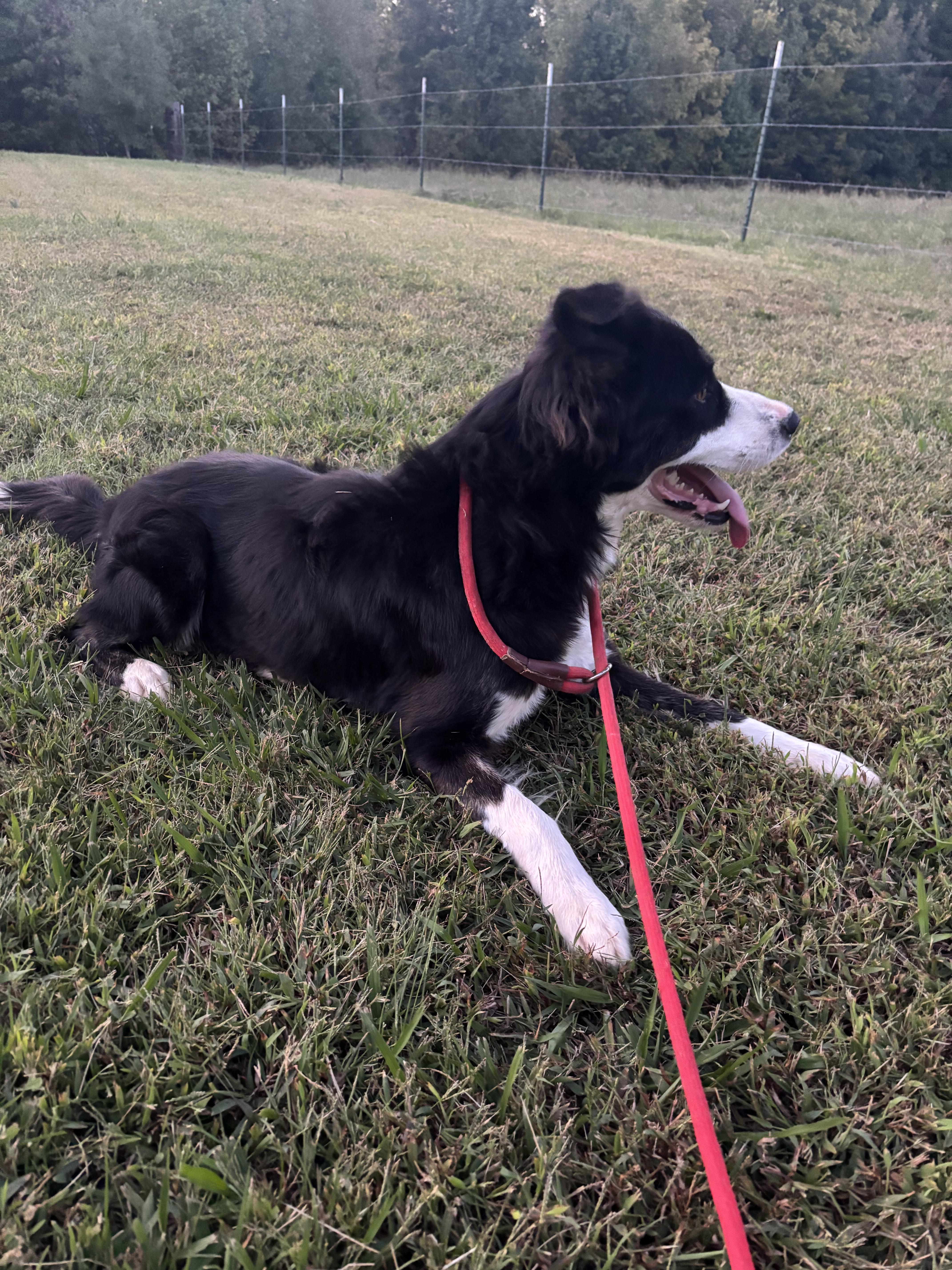 TEX, an adopted Border Collie in Jackson, TN image 4/6