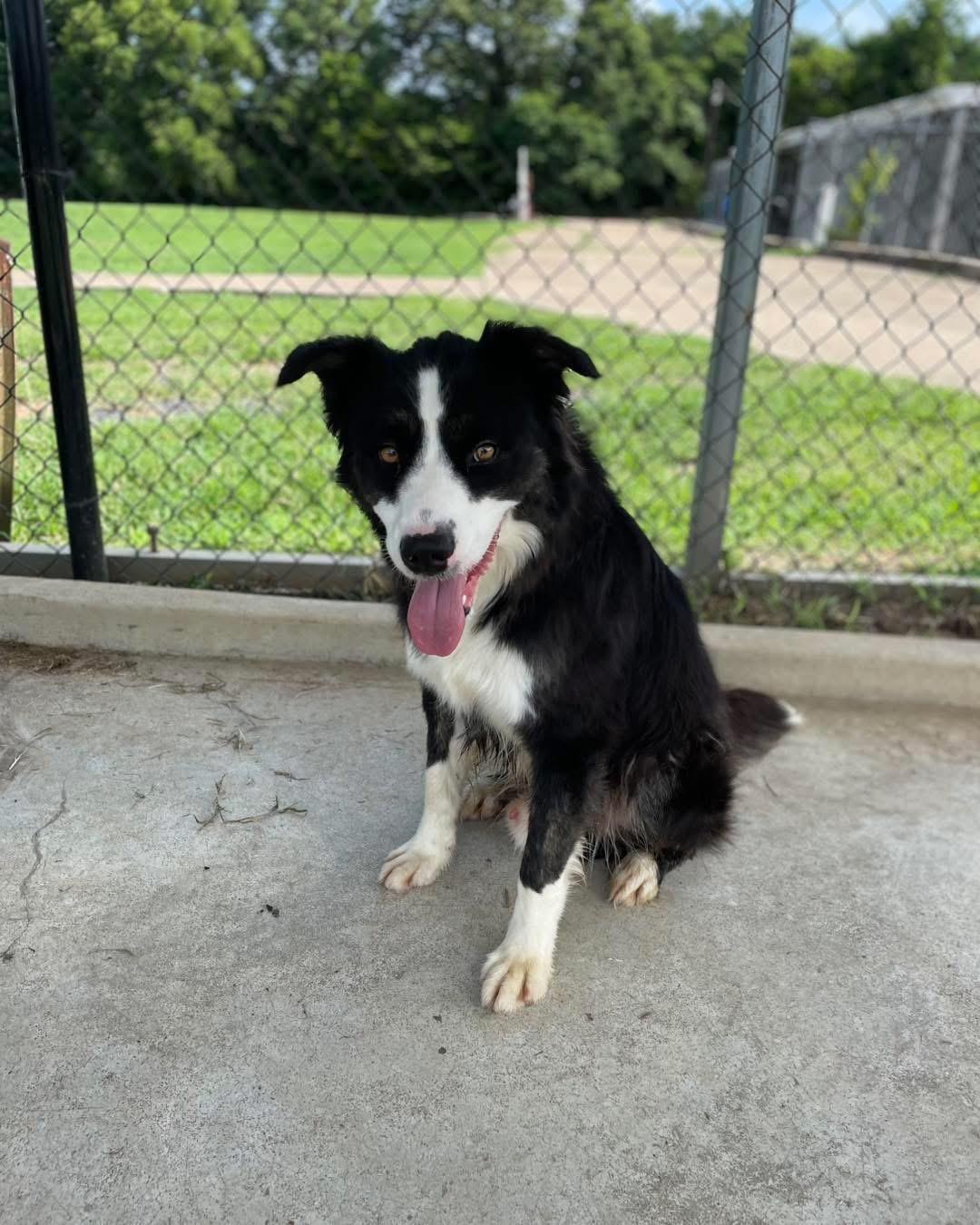 TEX, an adopted Border Collie in Jackson, TN image 5/6