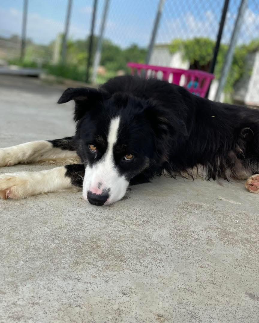 TEX, an adopted Border Collie in Jackson, TN image 6/6