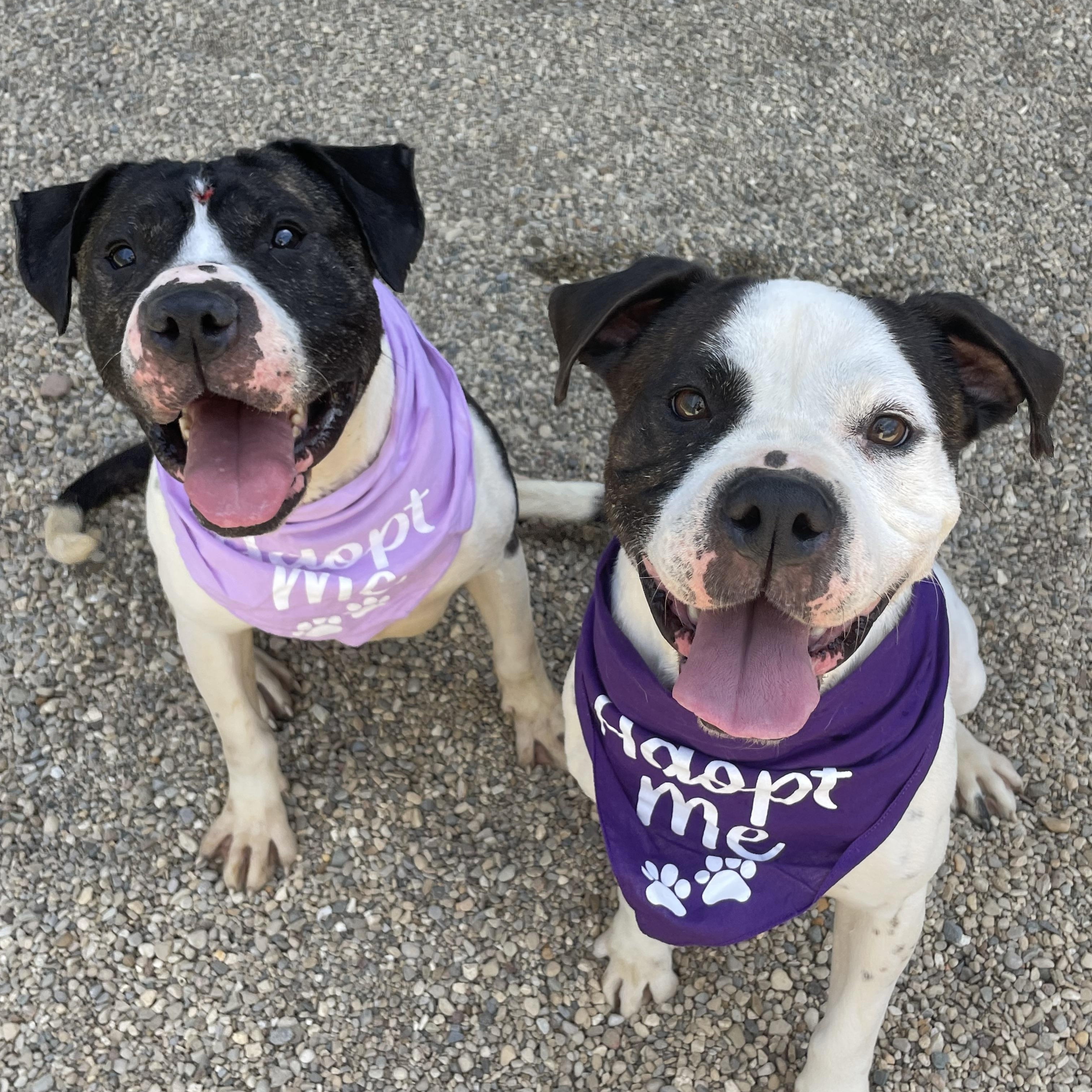 Thelma and Louise (bonded), Adoptable, Adult Female Pit Bull Terrier.
