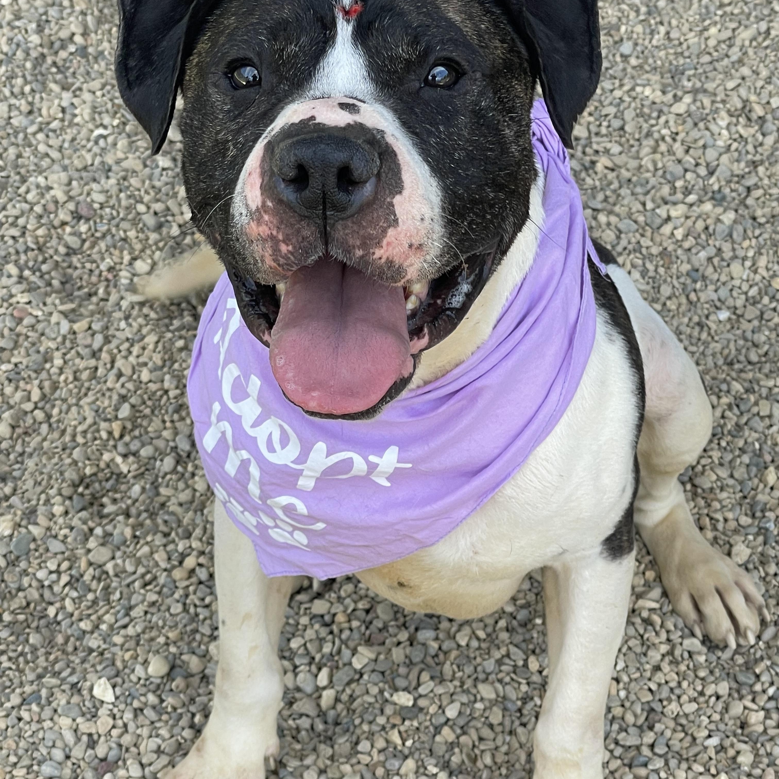 Enlarge Thelma and Louise (bonded), a Adoptable mixed breed in Lacon, IL image 3/3
