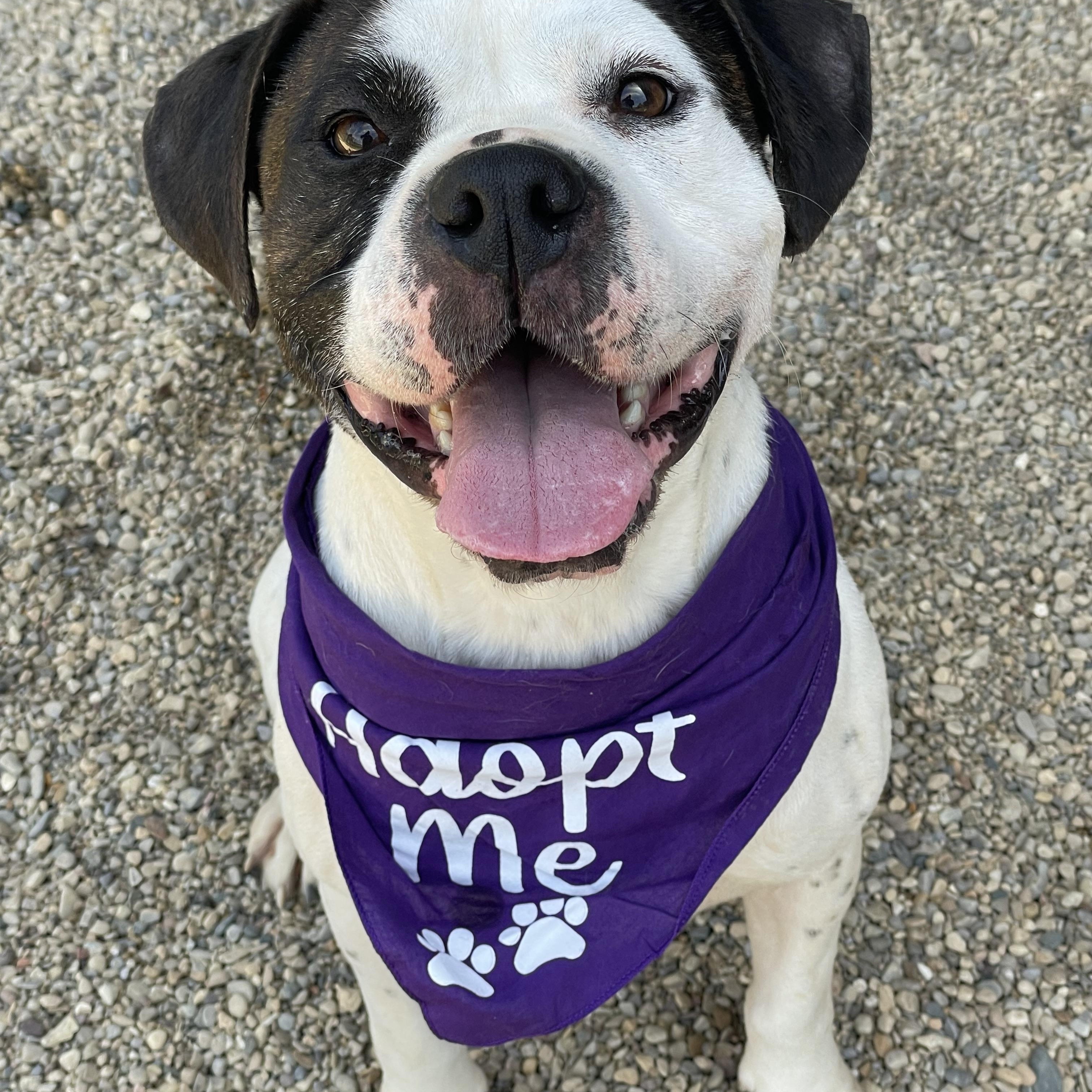 Enlarge Thelma and Louise (bonded), a Adoptable mixed breed in Lacon, IL image 2/3