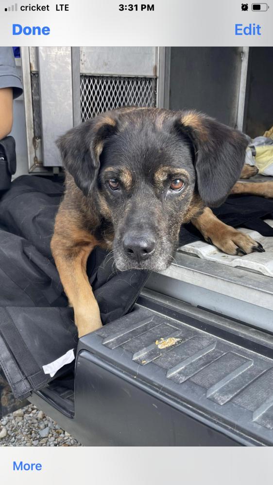 Lucy (Sammie), Adopted, Adult Female Hound & Labrador Retriever.
