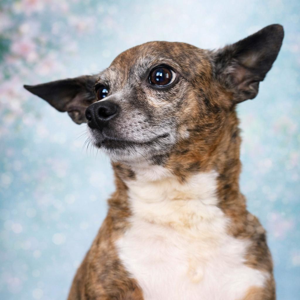 Neville, Adoptable, Adult Male Chihuahua.
